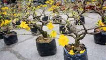 Khai mạc Hội chợ Xuân Ất Mùi năm 2015