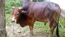 Tiện tay dắt bò… nhà