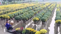 Rộn ràng thị trường hoa Tết
