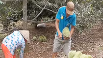 Ngâm trái cây vào ethephon để trái chín đồng loạt không gây độc hại