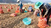 Nhà vườn Đà Lạt trúng giá lớn