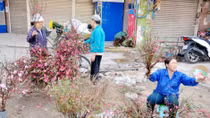 Sau Tết, giá đào Nhật Tân rẻ ngang mớ rau