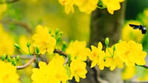 Tìm Tết giữa lô nhô cao ốc 