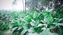 Làng lá dong Tràng Cát nhộn nhịp đón Tết