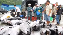 Cá ngừ đại dương tiếp tục giảm giá