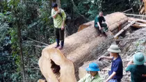 ‘Máu rừng’ vẫn không ngừng chảy