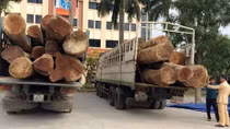 CSGT bắt giữ 2 xe tải chở gỗ táu không rõ nguồn gốc