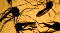 Virus Zika có thể gây bệnh bại liệt