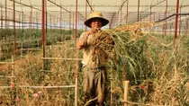 Mất hàng trăm triệu vì hoa chết trắng vườn