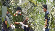 Một cụ ông tử vong trong rẫy tiêu