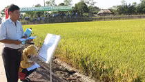 Nghiên cứu nhiều giống lúa, cây chịu mặn cao