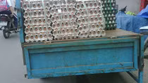 Ô tô chở trứng gia cầm không qua kiểm dịch