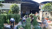 Hết bán tháo, hoa Đà Lạt lại tăng giá mạnh