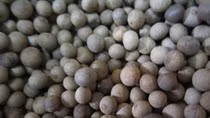 Hỗ trợ hạt giống bời lời đỏ cho huyện Đăk Chưng (Lào)