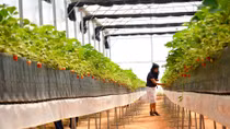 Bảo hộ nhãn hiệu dâu tây Đà Lạt để ngăn hàng Trung Quốc