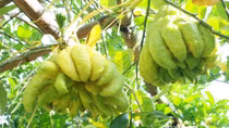 Muôn màu phật thủ đón xuân