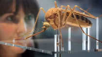 Phát động diệt muỗi phòng chống Zika và sốt xuất huyết