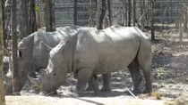 Không có thú quý chết tại Vinpearl Safari Phú Quốc