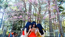 Đà Lạt rực rỡ trong sắc Mai anh đào