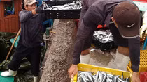 An tâm với cá đánh bắt từ khơi xa