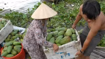 Tiền Giang đề nghị xử lý thông tin sai lệch về túi bao trái xoài ở ĐBSCL