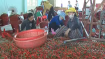 Giá ớt tăng kỷ lục 40 nghìn đồng/kg, nông dân vẫn lo