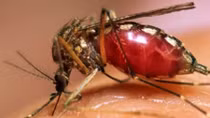Dùng muỗi vằn mang vi khuẩn Wolbachia để phòng ngừa lây truyền virus Zika