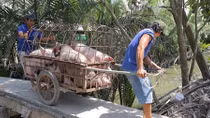 Tiêu huỷ đàn lợn nhiễm chất cấm salbutamol
