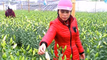 Người trồng nức nở vì hoa ly lỡ hẹn Tết Nguyên đán