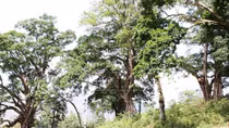 Quần thể cây đa cổ thụ ở Hà Giang là cây di sản