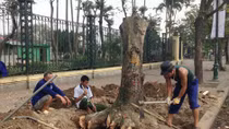Chặt hạ cây xanh ở Hà Nội: Cần lắng nghe ý kiến của chuyên gia và người dân