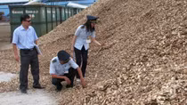 Dăm gỗ xuất khẩu không phải kiểm dịch