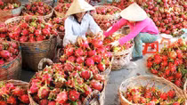  Xuất khẩu trái cây: Đừng ‘lấy đá ghè chân mình’!