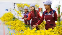 Kiếm tiền tỷ từ việc đưa lan vũ nữ sang Nhật