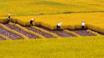 Bổ sung hơn 470 tỷ đồng bảo vệ đất trồng lúa