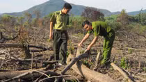 Chưa phát hiện được các 'đầu nậu' thuê người phá rừng