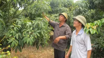 Nông dân ‘ngóng’ được xuất khẩu vải thiều sang Mỹ