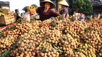 Trái cây Việt Nam tìm lối ra từ những thị trường 'khó tính'