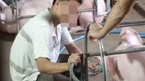 Hãi hùng bắt quả tang cơ sở bơm nước, tạp chất vào lợn thịt