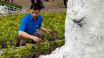 Hà Nội nhân rộng tuyến đường hoa thanh niên
