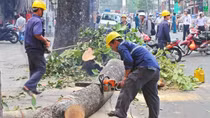 Thanh tra Chính phủ giám sát việc thanh tra dự án thay thế cây xanh ở Hà Nội