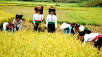 Thành phố trẻ bên dòng Nậm Rốm