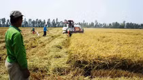 Giá lúa gạo đang có lợi cho nông dân