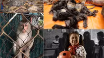 Bảo vệ động vật hoang dã qua góc nhìn trẻ thơ