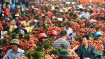 Đảm bảo an ninh, trật tự trong mùa thu hoạch vải thiều