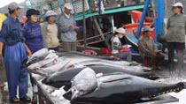Đánh bắt cá ngừ theo công nghệ Nhật Bản chưa hiệu quả