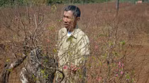 Phập phù ngóng mùa hoa Tết