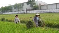 Hỗ trợ 1 triệu đồng/ha đất chuyên trồng lúa nước