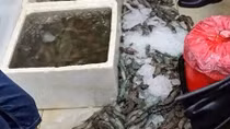 Bơm thạch vào tôm để làm tươi và tăng trọng