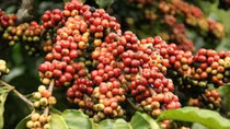 Giá trị xuất khẩu nông sản giảm mạnh ở những mặt hàng mũi nhọn